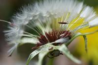 Taraxacum section Erythosperma