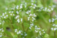 Valerianella locusta