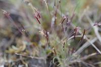 Mibora minima