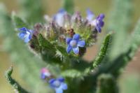 Lycopsis arvensis