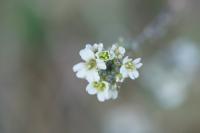 Berteroa incana