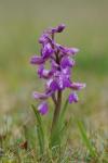 Anacamptis morio