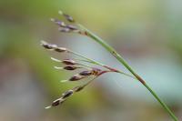 Luzula forsteri