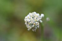 Teesdalia nudicaulis