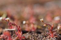 Saxifraga tridactylites
