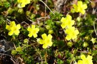 Potentilla verna