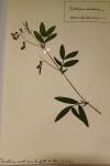 Lathyrus linifolius