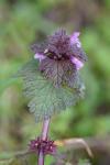 Lamium hybridum