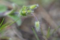 Cerastium brachypetalum