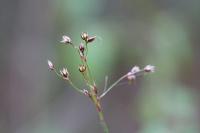 Luzula pilosa