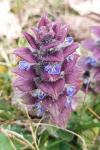 Ajuga pyramidalis