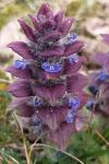 Ajuga pyramidalis