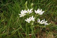 Ornithogalum divergens