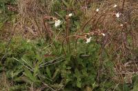 Saxifraga granulata