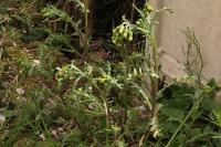 Senecio vulgaris