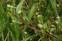 Stellaria media