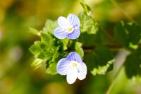 Veronica persica