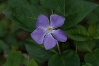 Vinca major