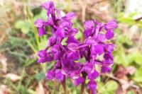 Anacamptis morio