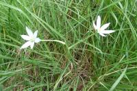 Ornithogalum divergens