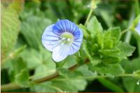 Veronica persica
