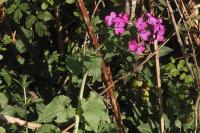 Lunaria annua