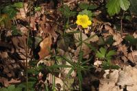 Ranunculus auricomus