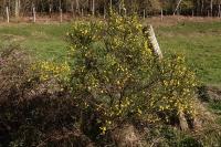 Cytisus scoparius