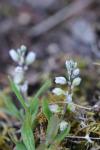 Polygala amarella