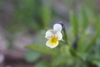 Viola arvensis