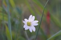 Cerastium arvense