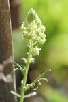 Reseda lutea