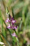 Polygala vulgaris