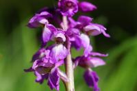 Orchis mascula