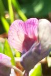 Lathyrus linifolius