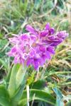 Orchis mascula