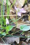 Viola reichenbachiana