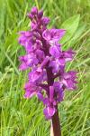 Dactylorhiza maculata