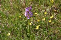Anacamptis morio