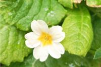 Primula vulgaris