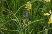 Muscari comosum