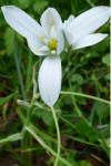 Ornithogalum divergens