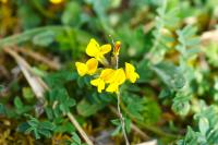 Hippocrepis comosa