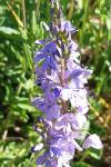 Veronica bastardii