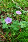 Geranium pyrenaicum