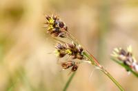 Luzula campestris