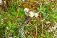 Carlina vulgaris