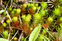 Petrosedum rupestre