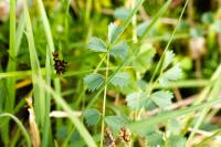 Poterium sanguisorba