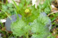 Alliaria petiolata